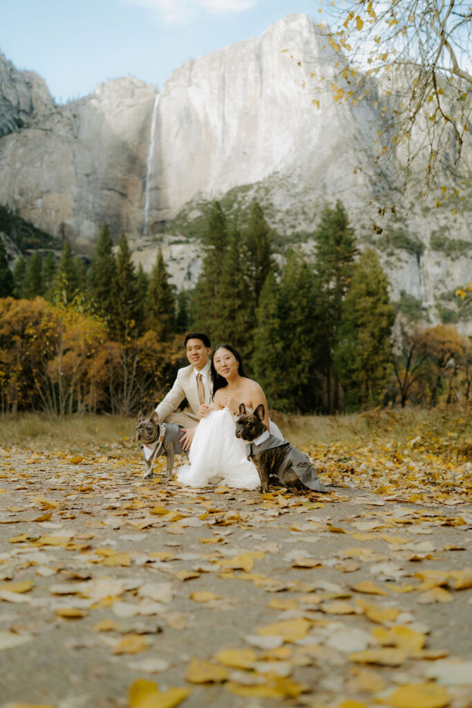 Cute picture of the newly married couple with their dogs