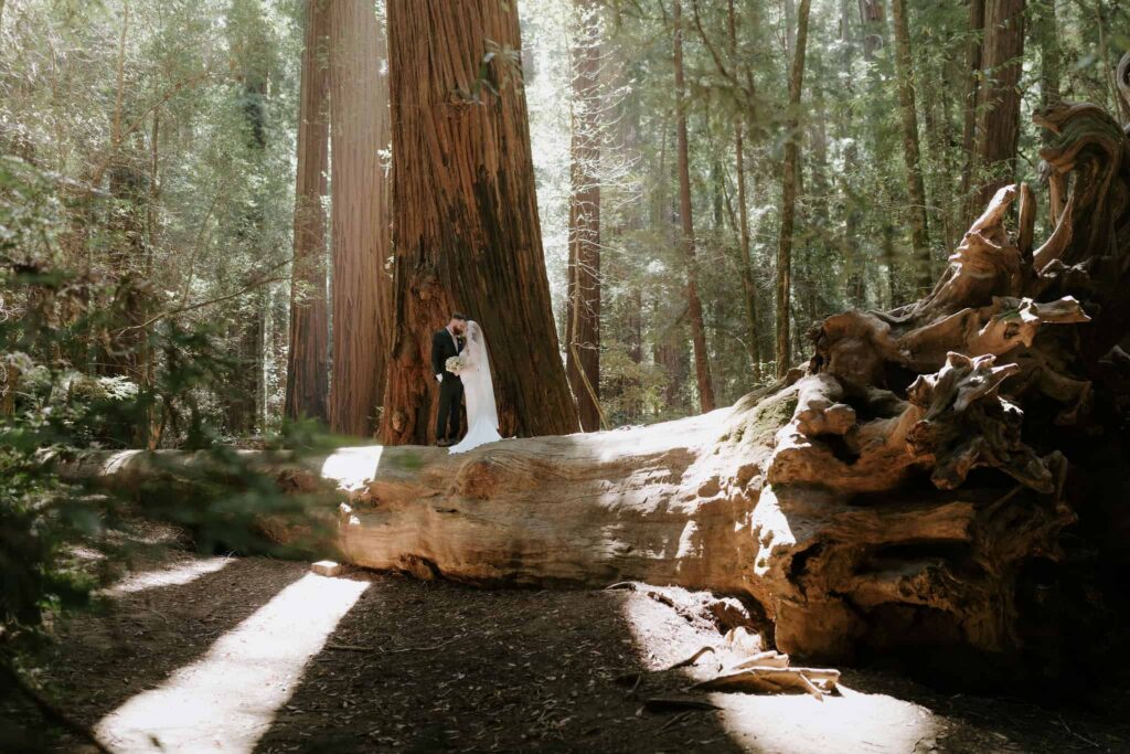 Hendy woods elopement in the california redwoods