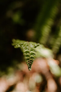 close up of fern