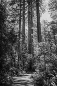 black and white of the redwoods