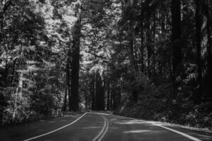 black and white of redwoods