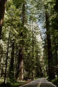 Driving through the redwoods