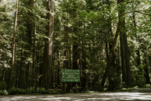 redwood parks