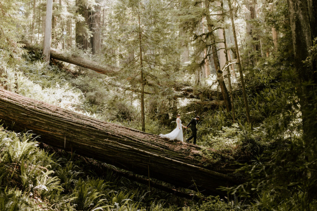 redwood eloping couple walking across fallen tree