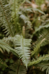 fern in the redwoods