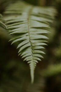 close up of fern