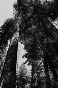 black and white of redwood canopy