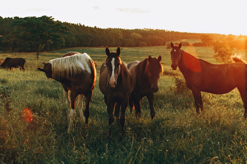 Horseback riding Adventure Elopement