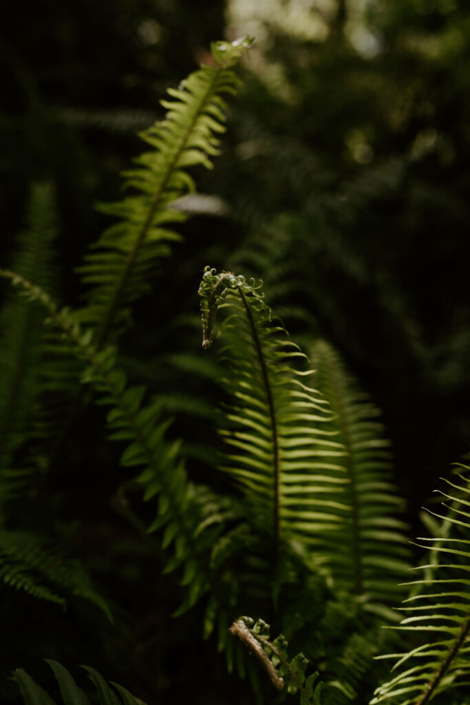 ferns in the redwoods