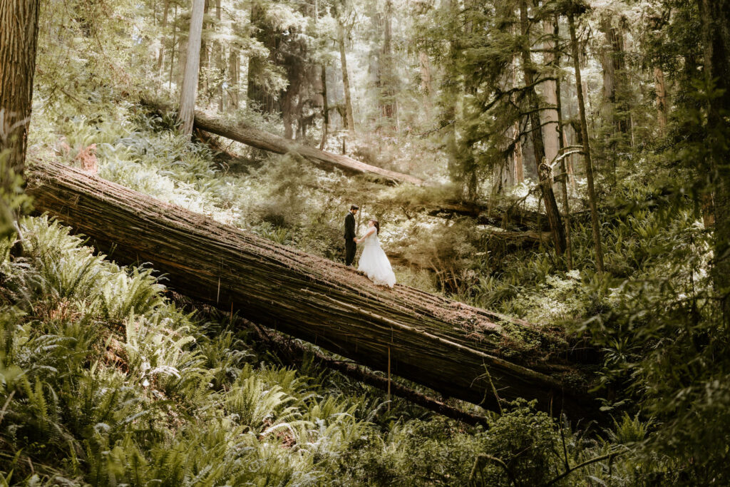 redwood national park eloping couple on giant tree