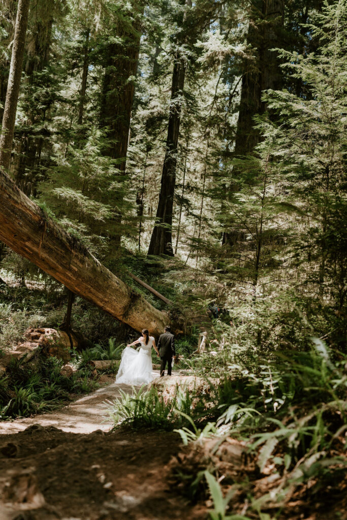 dreamy redwood forest elopement