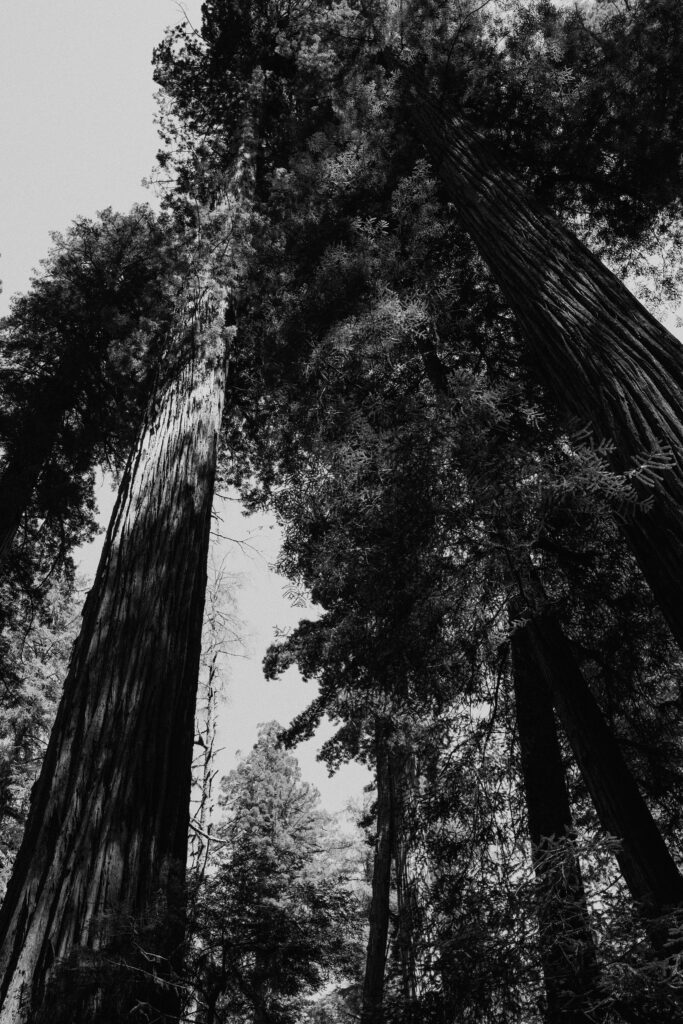 black and white redwoods