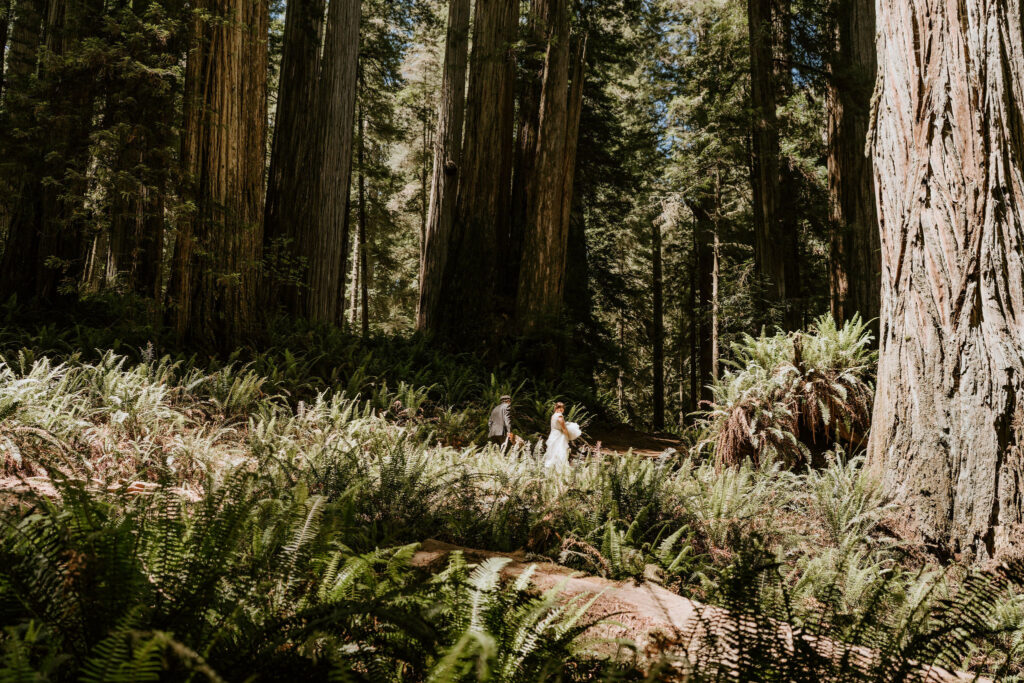 couple among the ferns