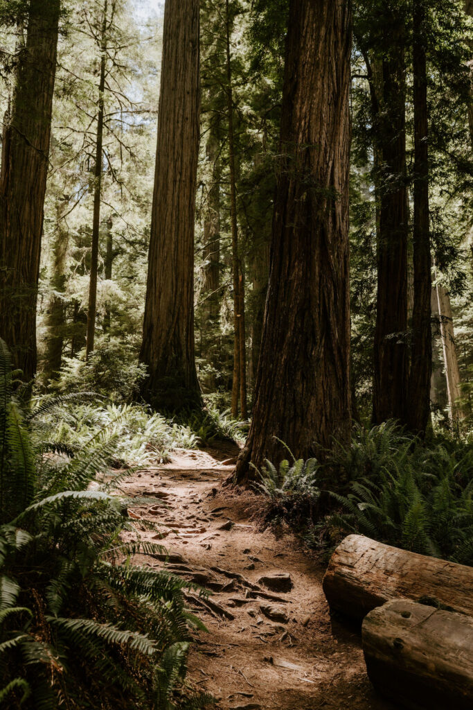 california redwood forest