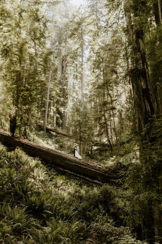 couple walking giant fallen redwood during elopement