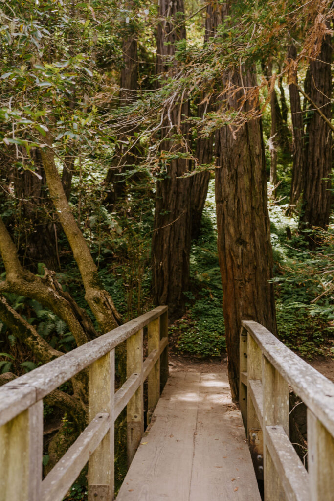 Bridge in big sur redwoods