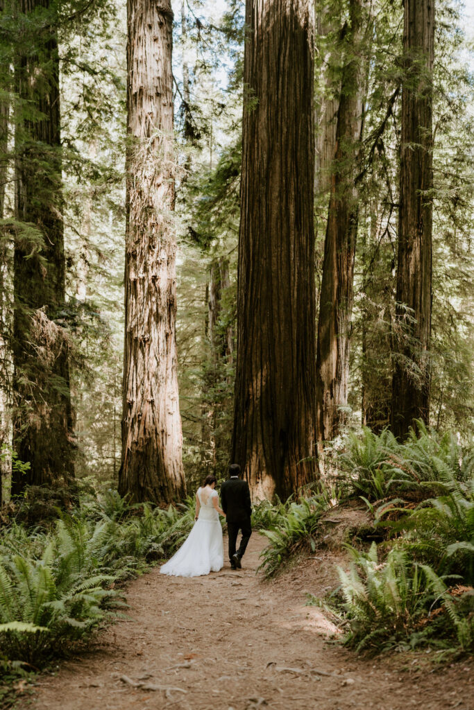 Eloping couple walking through the redwood forest