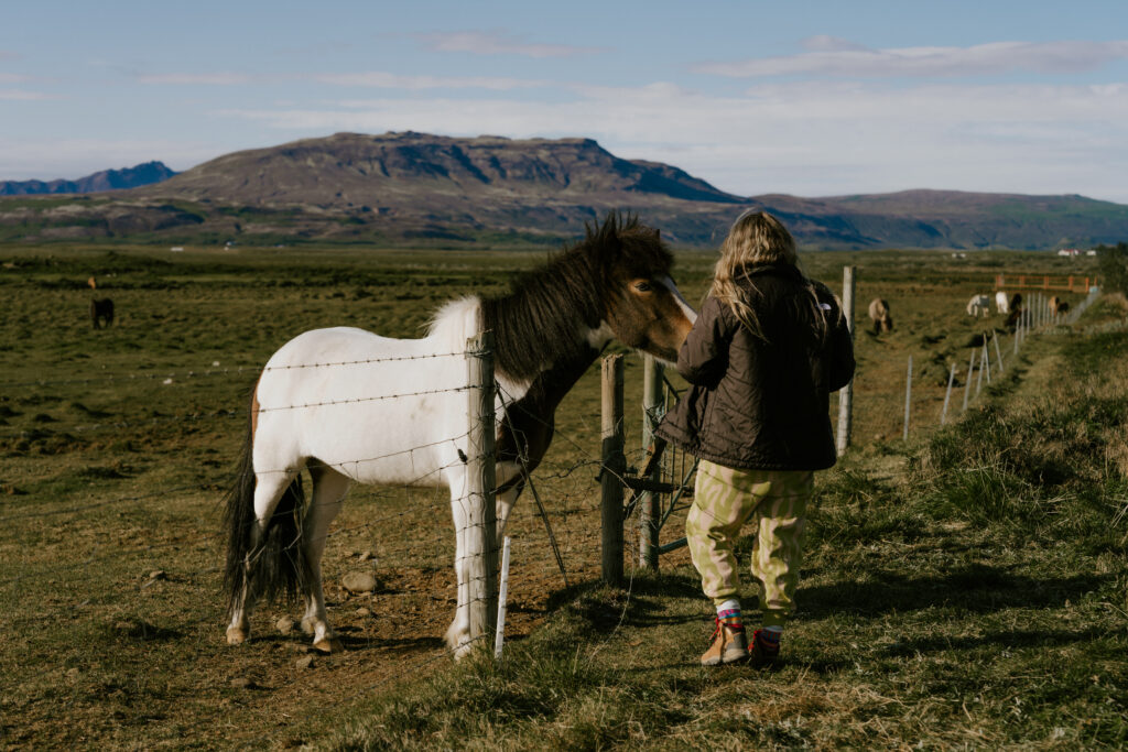 wild horses in iceland