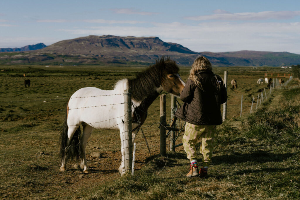 feeding wild horses in iceland