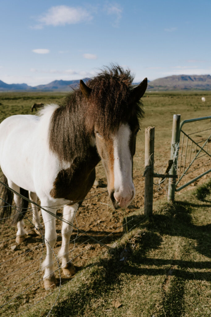 wild iceland horse