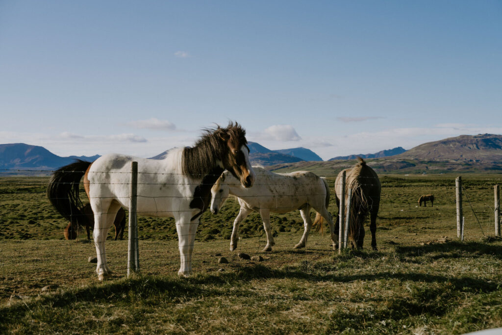 wild horses in iceland