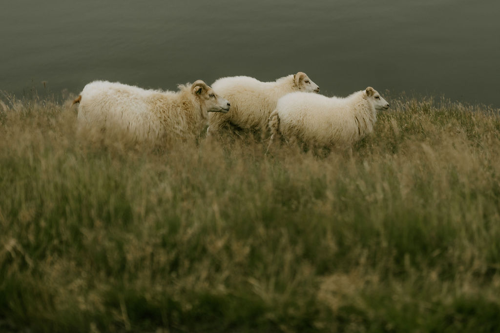 icelandic sheep