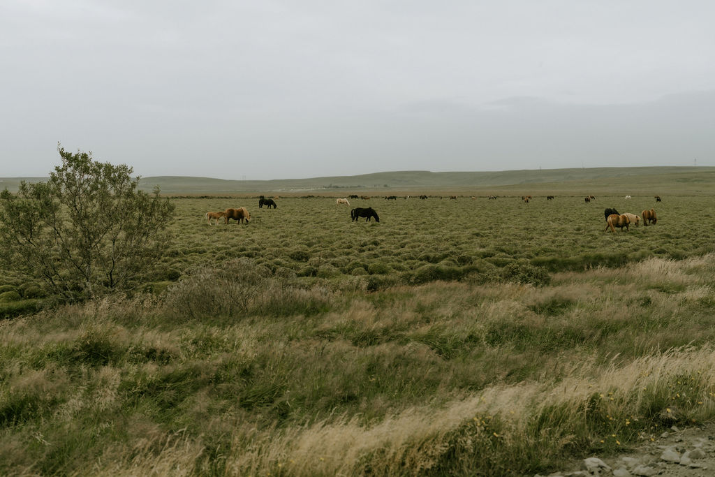 iceland horses in pasture