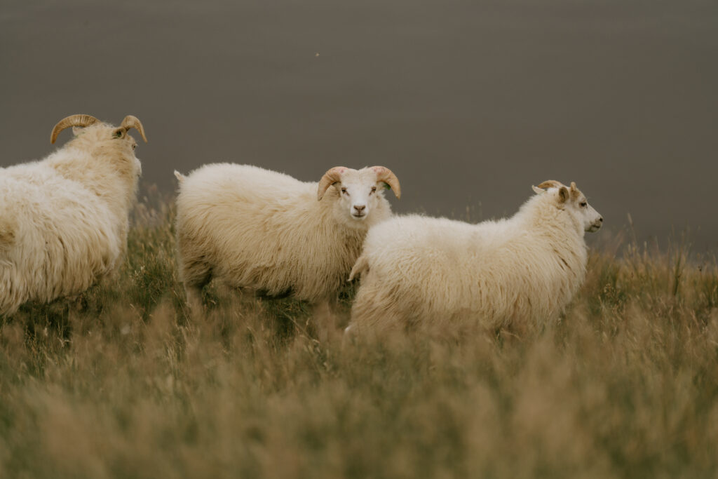 iceland sheep