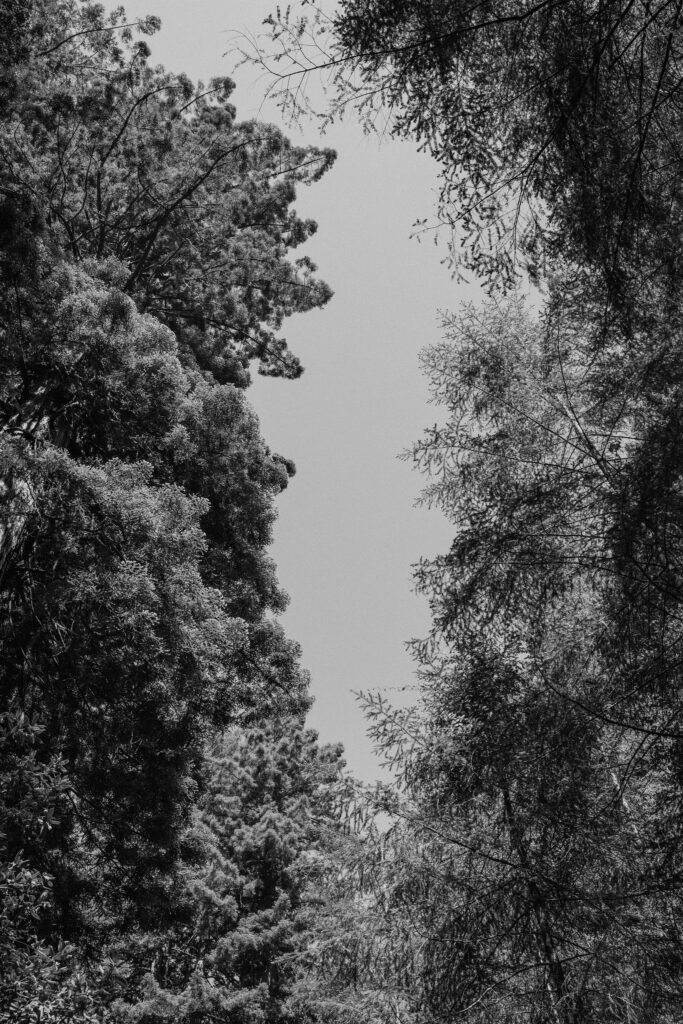 black and white of redwood canopy in california