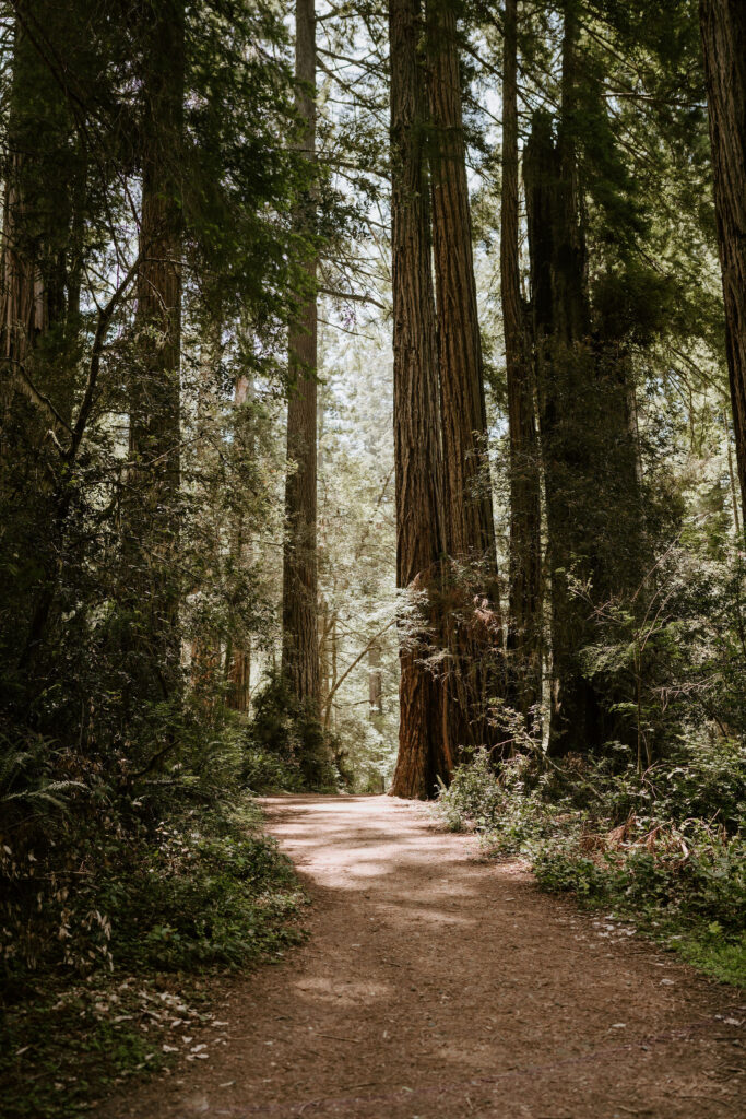 Redwood National and State Park path in forest