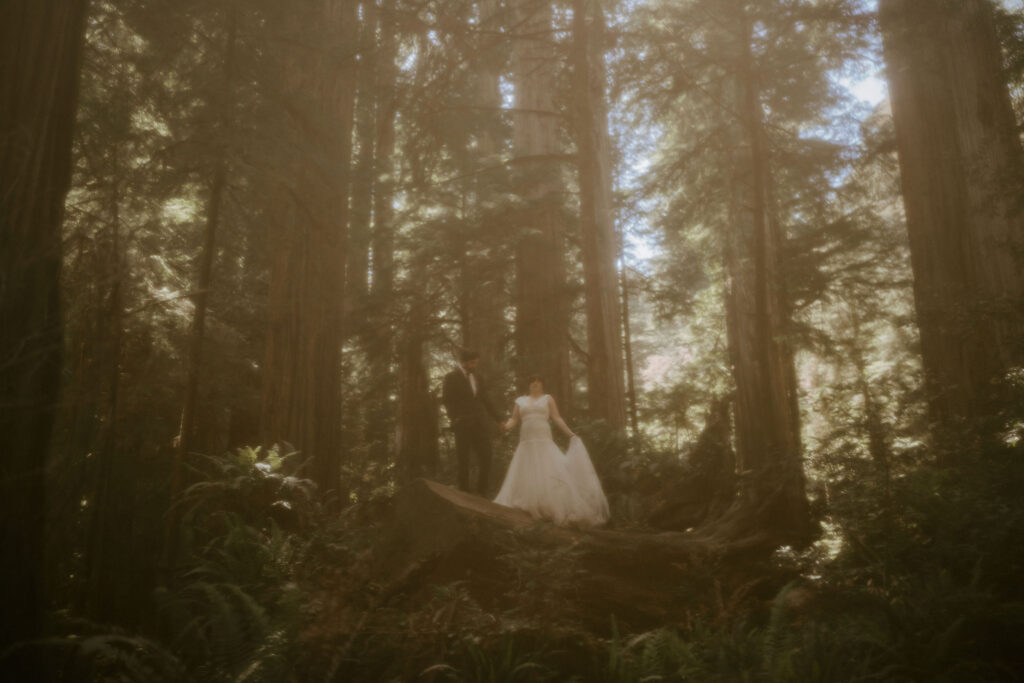 redwood elopement