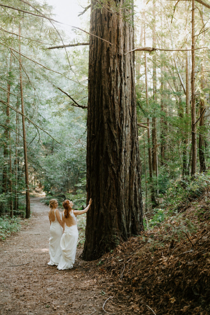 brides admiring an ancient redwood tree