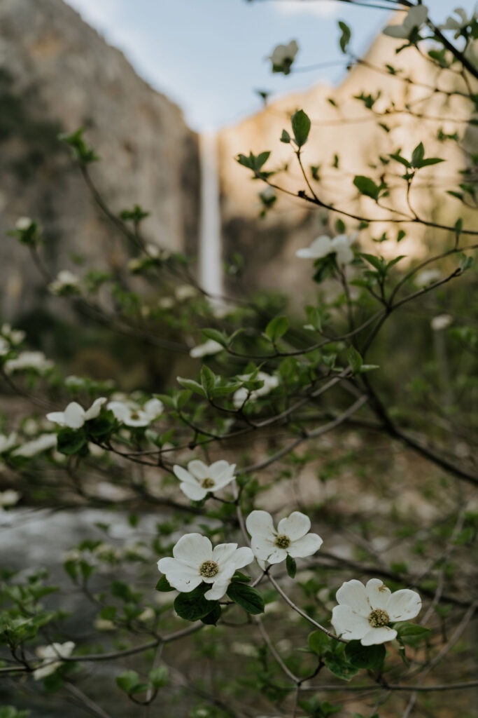landscapes of spring in yosemite