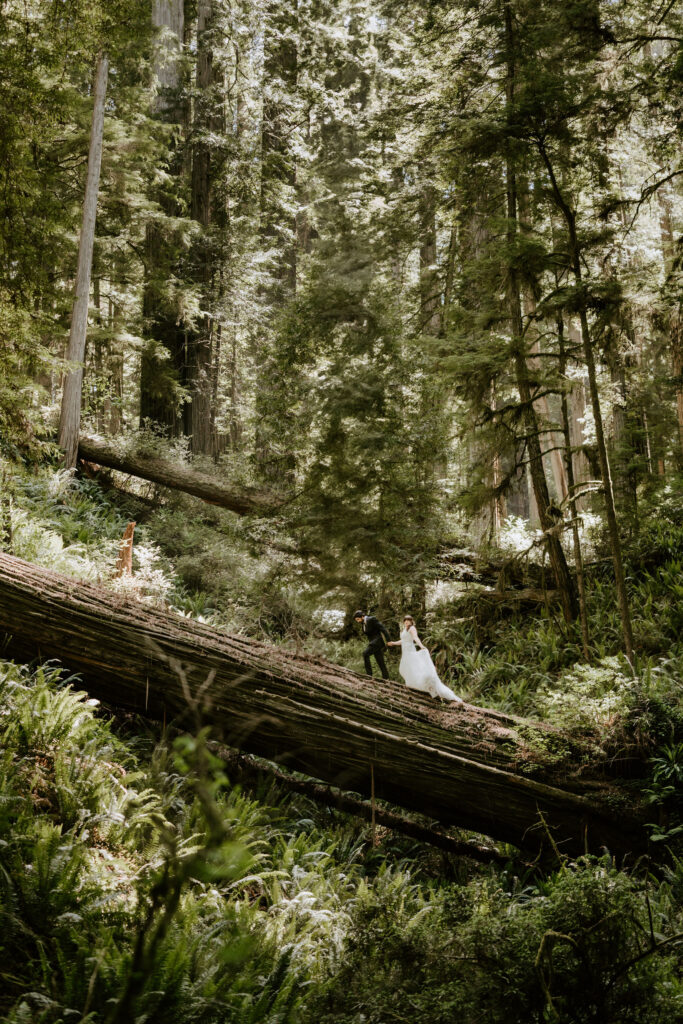 adventurous bride and groom moments surrounded by ancient redwoods as they elope in california