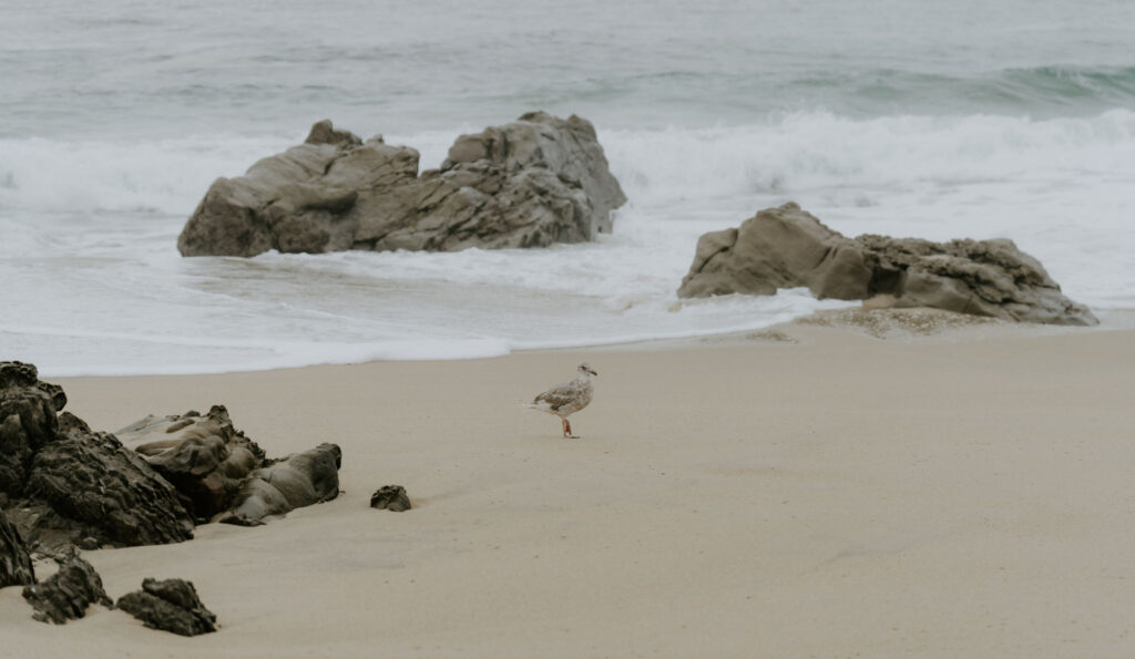 garrapata beach shore