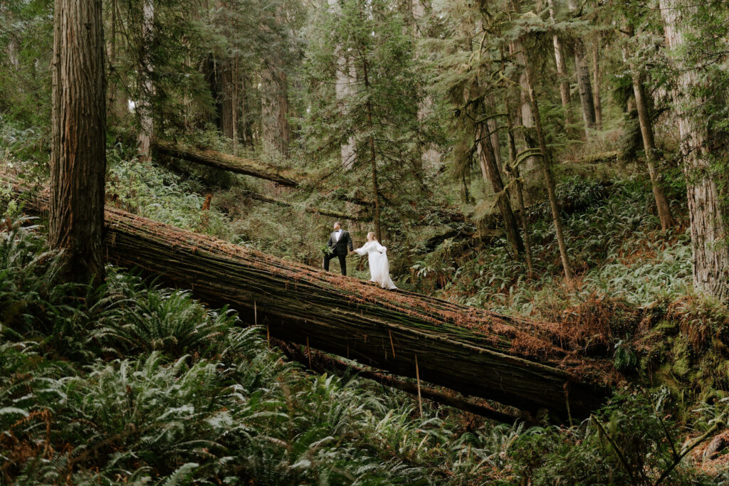 Jedediah Smith Redwoods Elopement on the Southern Oregon Coast | Meredith & Blake
