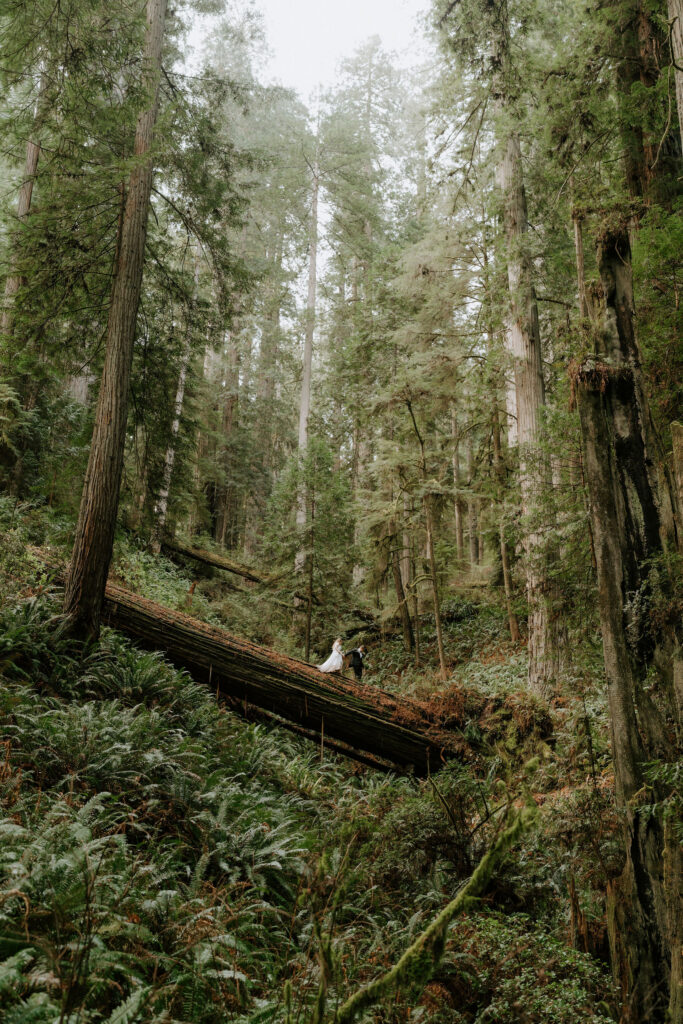 Jedediah Smith Redwoods Elopement on the Southern Oregon Coast | Meredith & Blake