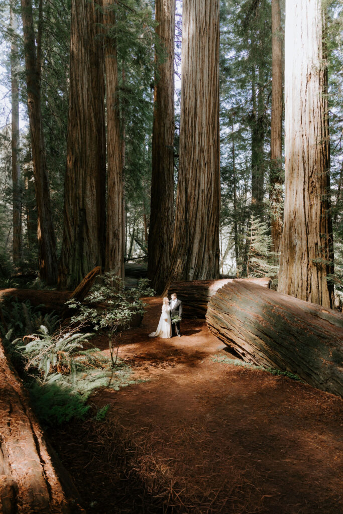 Jedediah Smith Redwoods Elopement on the Southern Oregon Coast | Meredith & Blake