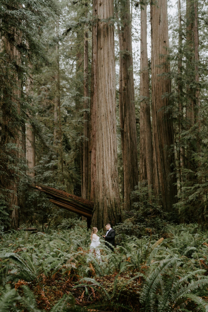 Jedediah Smith Redwoods Elopement on the Southern Oregon Coast | Meredith & Blake
