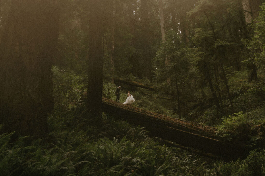 Adventurous elopement in the redwoods